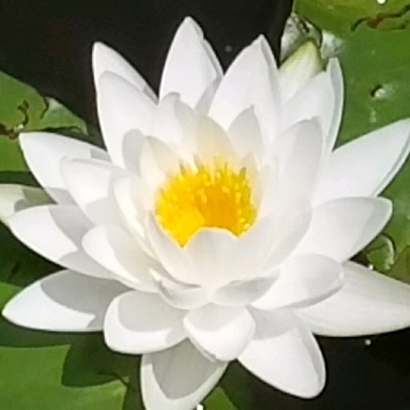 Meet your Posher, Zaida - Picture 1 of 1